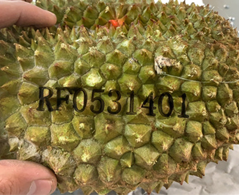 榴蓮激光打標刻字 榴蓮激光打標刻字